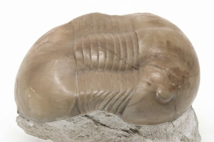 Rare, Dysplanus Babinoensis Trilobite - Russia #200396